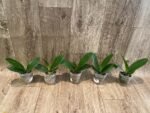 Phalaenopsis Miki Crown '16' SM/TOGA (2.5" pot) - Image 4