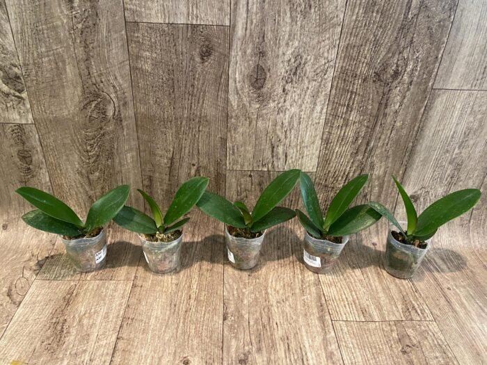 Phalaenopsis Miki Crown '16' SM/TOGA (2.5" pot) - Image 4