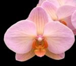 Phalaenopsis Charming Marshmallow (2.5" pot)