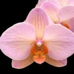 Phalaenopsis Charming Marshmallow (2.5" pot)
