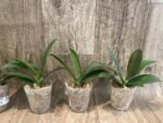 Phalaenopsis Charming Marshmallow (2.5" pot) - Image 2