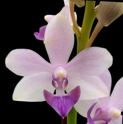 Phalaenopsis Tzu Chiang Sapphire (2.5" pot)