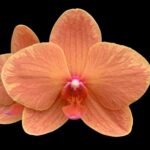 Phalaenopsis Charming Fortune “1357” (2.5" pot)