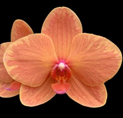 Phalaenopsis Charming Fortune “1357” (2.5" pot)