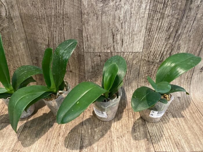 Phalaenopsis Charming Fortune “1357” (2.5" pot) - Image 3