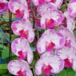 Phalaenopsis Champion Lightning 'Neon' Large Plant (2.5" pot) - Image 2