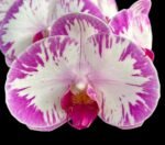 Phalaenopsis Champion Lightning 'Neon' Large Plant (2.5" pot)