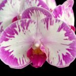 Phalaenopsis Champion Lightning 'Neon' Large Plant (2.5" pot)