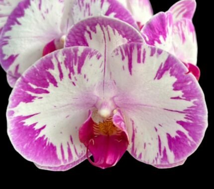 Phalaenopsis Champion Lightning 'Neon' Large Plant (2.5" pot)