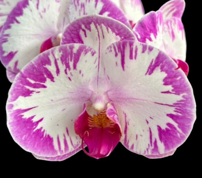 Phalaenopsis Champion Lightning 'Neon' Large Plant (2.5" pot) - Image 1