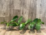 Phalaenopsis Champion Lightning 'Neon' Large Plant (2.5" pot) - Image 5