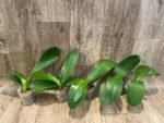 Phalaenopsis Champion Lightning 'Neon' Large Plant (2.5" pot) - Image 6