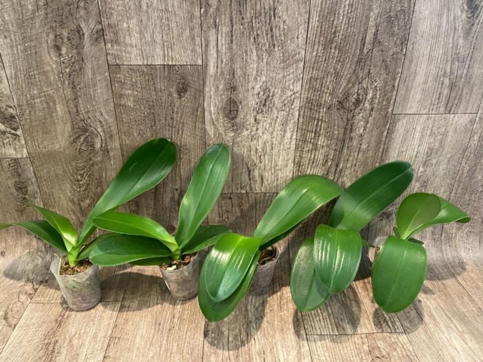 Phalaenopsis Champion Lightning 'Neon' Large Plant (2.5" pot) - Image 6