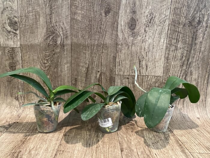 Phalaenopsis Jiuhbao Queen Diamond (2.5" pot) - Image 4