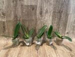 Phalaenopsis OX Little Beauty (2.5" Pot) - Image 7