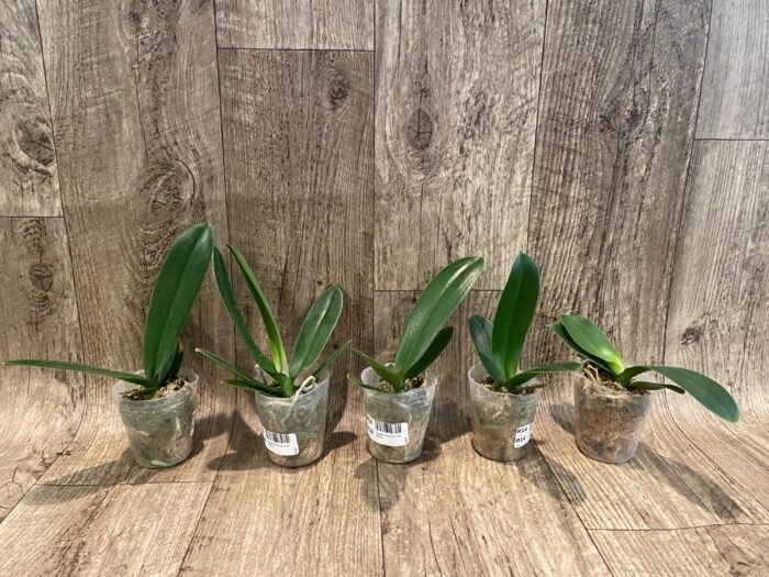Phalaenopsis OX Little Beauty (2.5" Pot) - Image 7