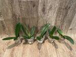 Phalaenopsis OX Little Beauty (2.5" Pot) - Image 8