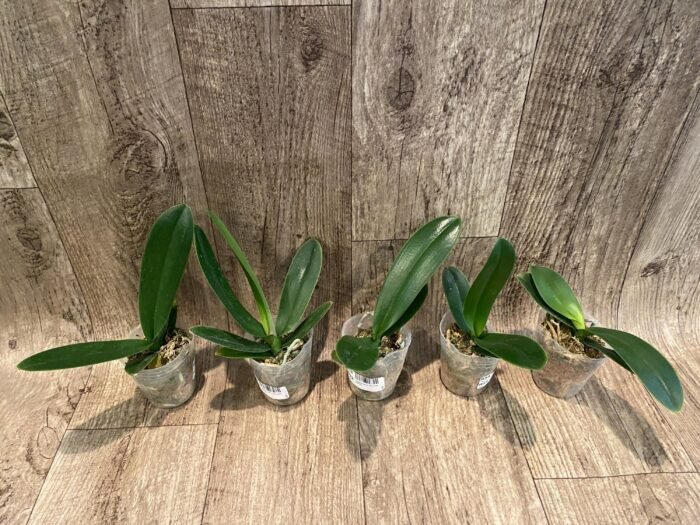 Phalaenopsis OX Little Beauty (2.5" Pot) - Image 8