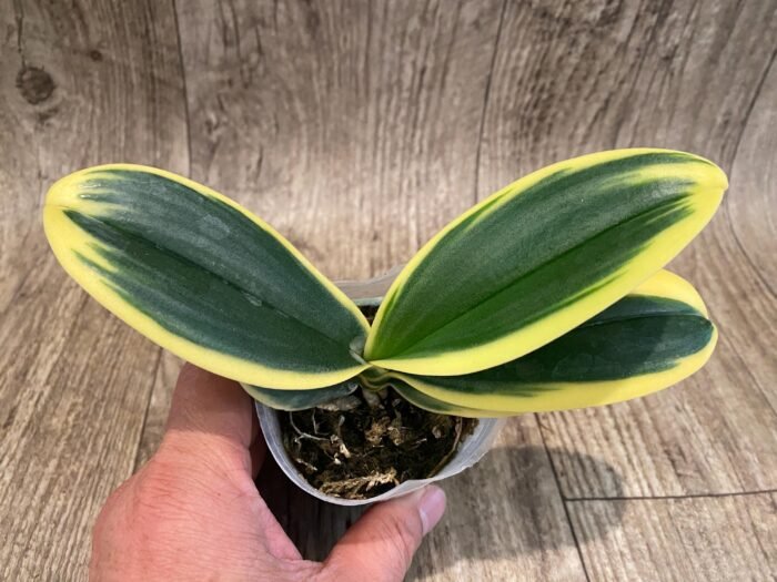 Phalaenapsis Soyo Yenlin Coffee Variegated (2.5" pot) - Image 2
