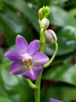 Phalaenopsis Evarise Blue Angel (2.5" pot) - Image 2