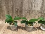 Phalaenopsis Evarise Blue Angel (2.5" pot) - Image 3