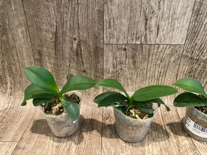 Phalaenopsis Evarise Blue Angel (2.5" pot) - Image 3