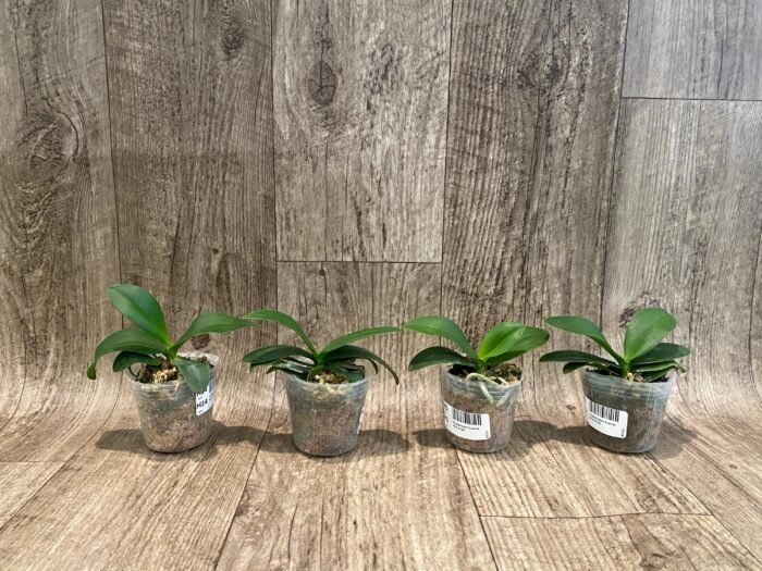 Phalaenopsis Evarise Blue Angel (2.5" pot) - Image 6