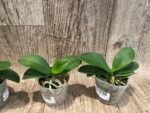Phalaenopsis Evarise Blue Angel (2.5" pot) - Image 4