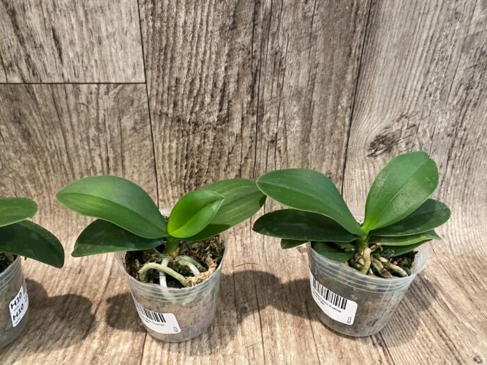 Phalaenopsis Evarise Blue Angel (2.5" pot) - Image 4