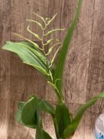 In Spike  (Brassia Caudata alba x Edval Loo) x Brassia Rex ‘Waiomaio Spotloss’ (3.5" pot) - Image 2