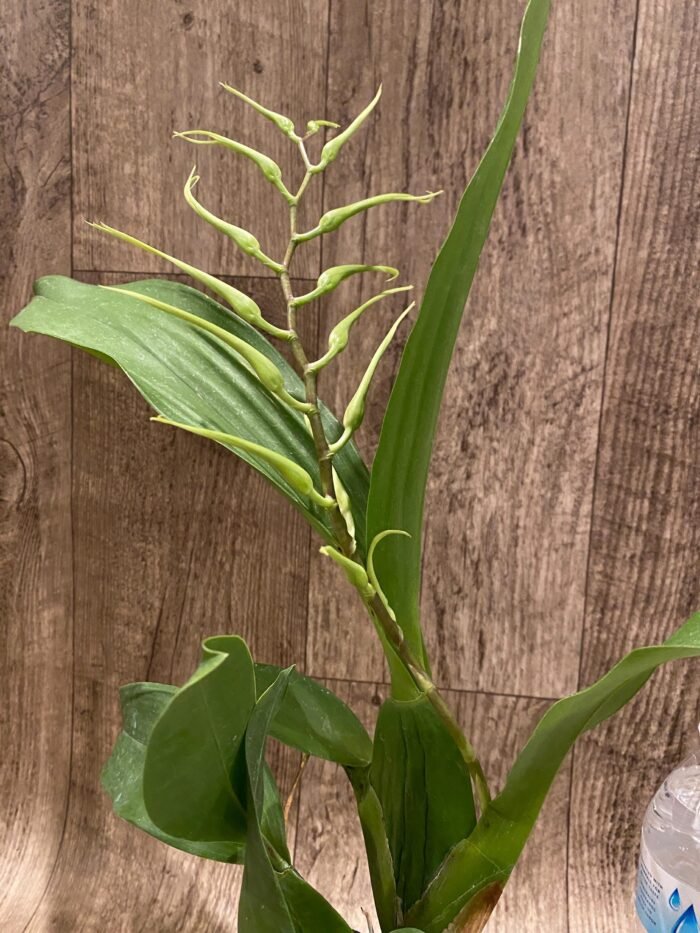 In Spike  (Brassia Caudata alba x Edval Loo) x Brassia Rex ‘Waiomaio Spotloss’ (3.5" pot) - Image 2