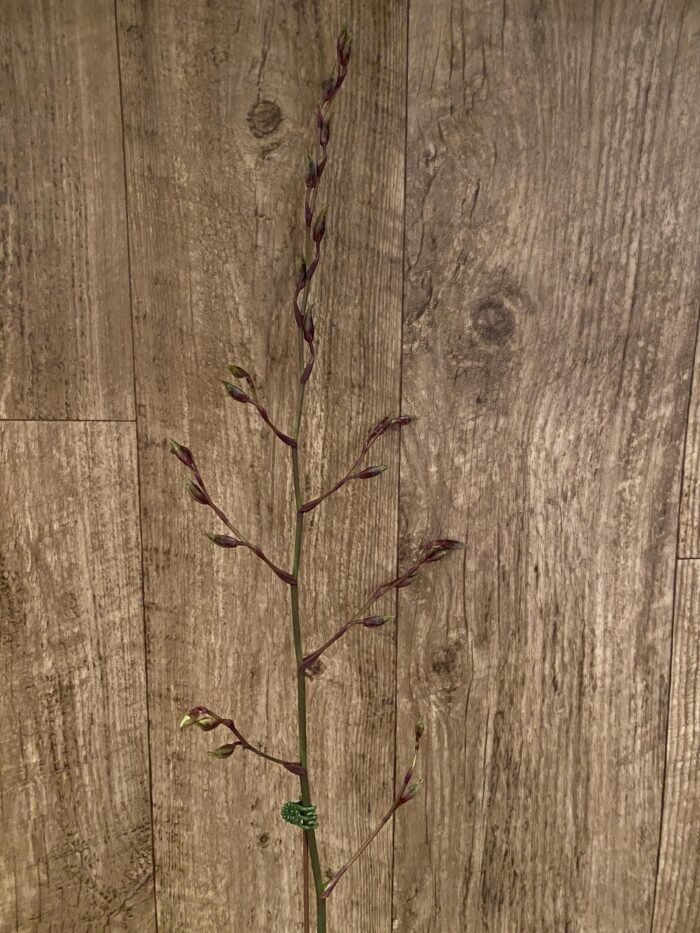Tall Spikes Odontocidium Wildcat ‘Bobcat’ (3.5” Pot) - Image 3