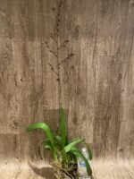 Tall Spikes Odontocidium Wildcat ‘Bobcat’ (3.5” Pot) - Image 5