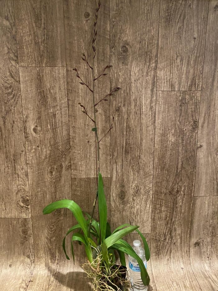 Tall Spikes Odontocidium Wildcat ‘Bobcat’ (3.5” Pot) - Image 5