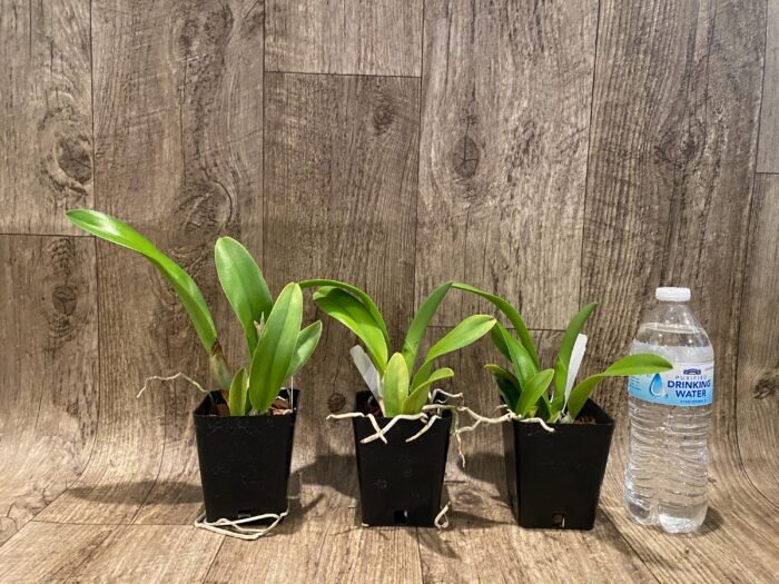 Rlc. Star Platinum #2 (3.5 pot) - Image 6
