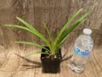 Cymbidium Rectum (3.5” pot) - Image 3