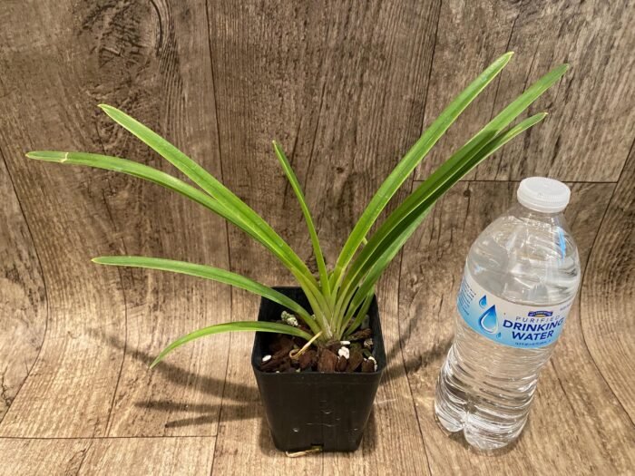 Cymbidium Rectum (3.5” pot) - Image 3