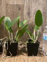 Cattleya Green Emerald Orchid Queen (3.5” pot) - Image 4