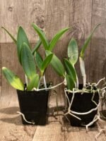 Cattleya Green Emerald Orchid Queen (3.5” pot) - Image 5