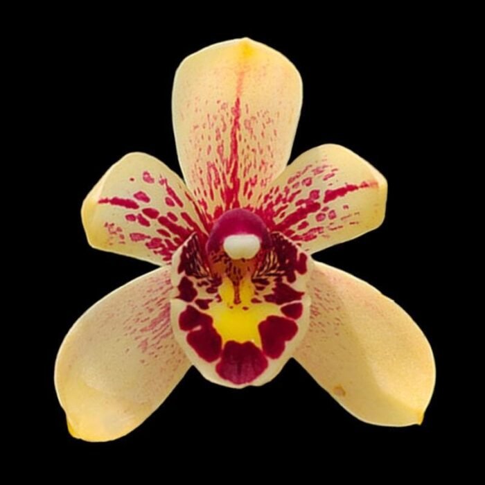 Cymbidium Prakai-Dao 'Orion' (4” Pot) - Image 1