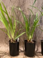 Cymbidium Prakai-Dao 'Orion' (4” Pot) - Image 4