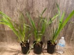 Cymbidium Prakai-Dao 'Orion' (4” Pot) - Image 2