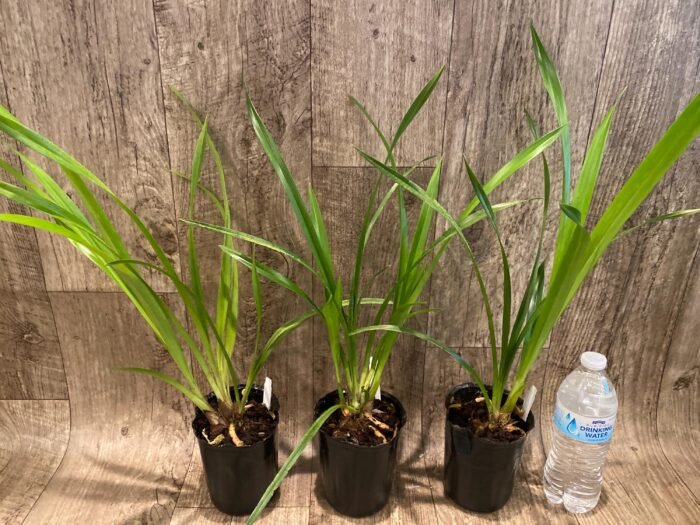 Cymbidium Prakai-Dao 'Orion' (4” Pot) - Image 2