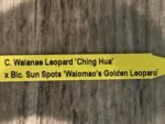 Rlc. Waianae Leopard ‘Ching Hua’ x Blc. Sun Spots 'Waiomao's Golden Leopard® Blooming Size (2” pot) - Image 6
