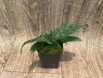 Paphiopedilum Pleasantry (2.5” pot) - Image 3