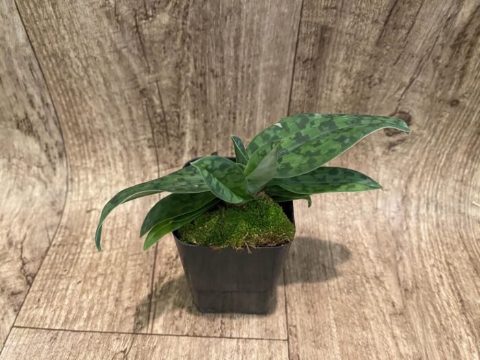Paphiopedilum Pleasantry (2.5” pot) - Image 3