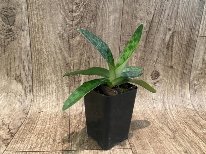 Paph. acmodontum x zieckianum (2” Pot) - Image 2