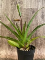 In Spike - Phrag. Demetria (sargentianum × caudatum var. warszewiczianum) (4.5" pot) - Image 2