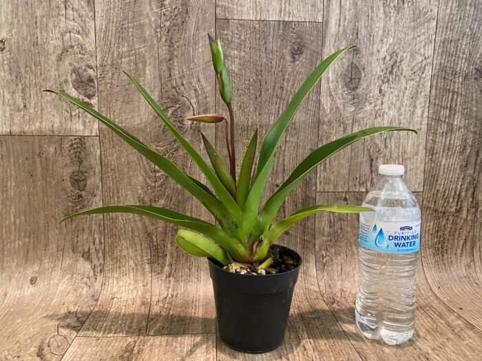 In Spike - Phrag. Demetria (sargentianum × caudatum var. warszewiczianum) (4.5" pot) - Image 4
