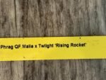 In Spike - Phrag QF Malia × Twiight 'Rising Rocket' (4.5" pot) - Image 5